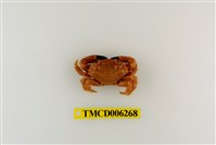 藏品(光輝瘤蟹)的圖片